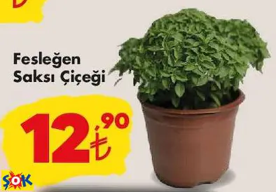 FESLEĞEN SAKSI ÇİÇEĞİ FESLEĞEN SAKSI ÇİÇEĞİ